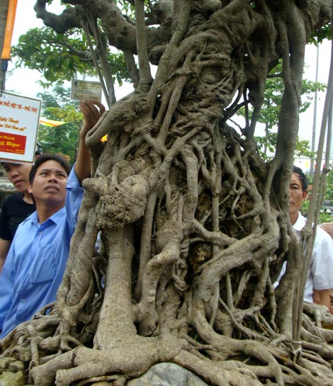 cây mâm xôi con gà bộ rễ cây mâm xôi con gà