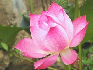 Lịch sử đã chọn sen là “Quốc hoa”
