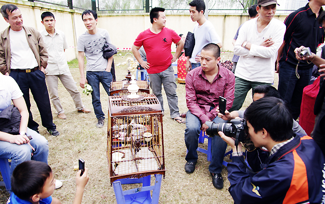 Ngắm "nữ hoàng" chào mào