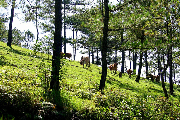 DALAT CLUB - Nơi hội tụ những người yêu Đà Lạt - 4