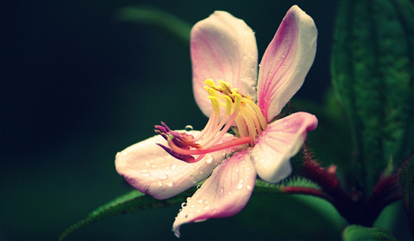 DALAT CLUB - Nơi hội tụ những người yêu Đà Lạt - 8