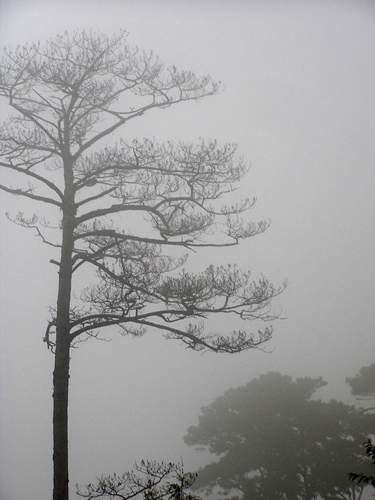 DALAT CLUB - Nơi hội tụ những người yêu Đà Lạt