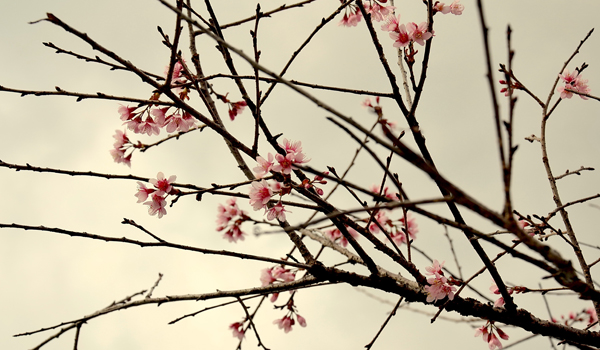 DALAT CLUB - Nơi hội tụ những người yêu Đà Lạt - 12