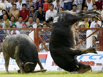 Những miếng đánh