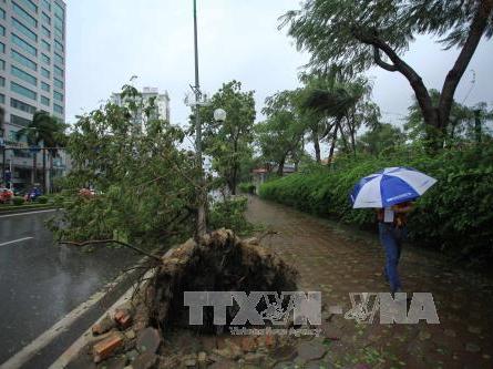 Hà Nội di chuyển hàng trăm cây xanh trên đường Kim Mã