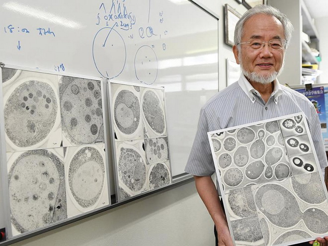 Giải Nobel Y học 2016: Có ý nghĩa gì trong chống ung thư?