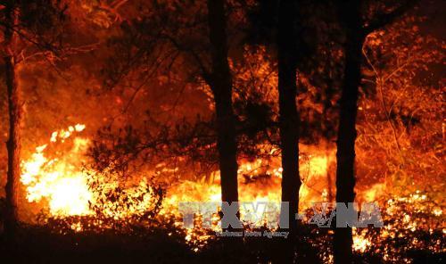 Điều tra vụ cháy rừng phòng hộ Nam Sơn, Hà Nội
