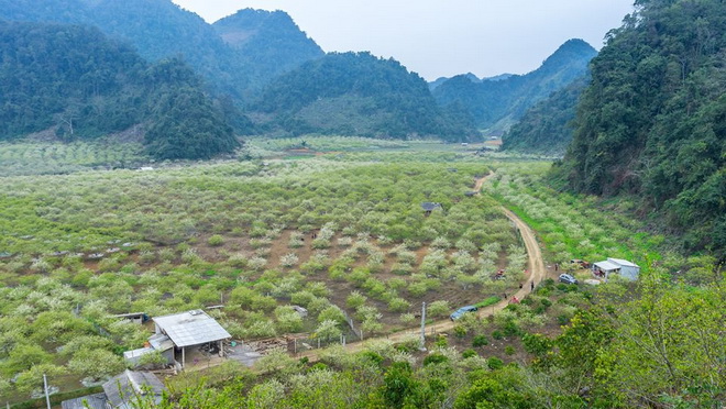 Mộc Châu tuyệt đẹp trong mùa hoa mận trắng