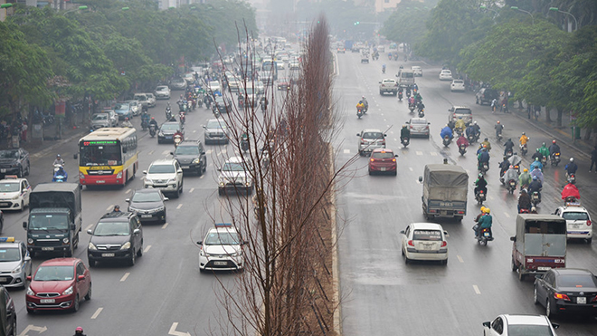 Hà Nội thí điểm trồng 100 cây phong lá đỏ tại ba tuyến phố