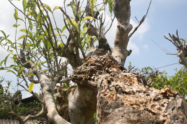 Bất lực nhìn rừng chè cổ thụ Suối Giàng biến mất