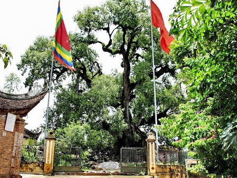 'Rước' mầm Dã hương nghìn tuổi về nhà trong Tết trồng cây