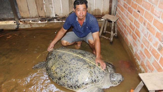 Bắt được rùa biển nặng 2 tạ, ngư dân muốn thả về biển dù thương lái trả 150 triệu