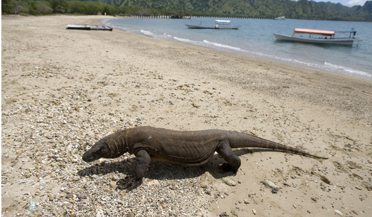 Indonesia sẽ đóng cửa đảo rồng Komodo