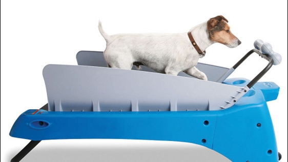 Hàn Quốc phát triển đồ chơi công nghệ cho... thú cưng