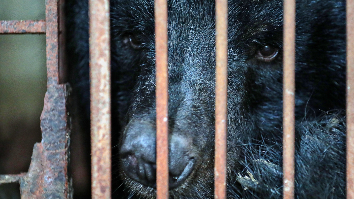 Chữ và nghĩa: Con và cá thể