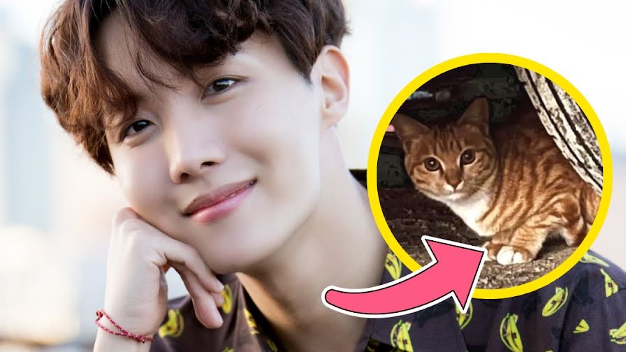 Nếu nuôi mèo, J-Hope BTS sẽ đặt cho cái tên thú vị này