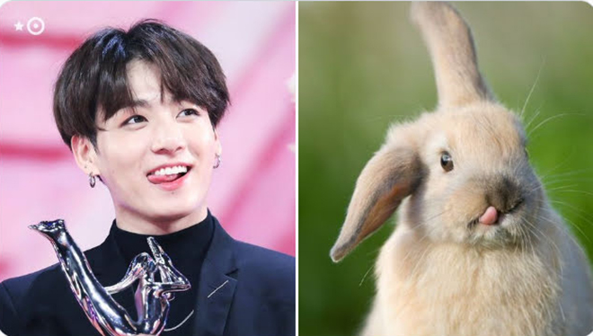 BTS, Jungkook, Thỏ Jungkook, Memme giống Jungkook BTS, Jungkook BTS giống thỏ