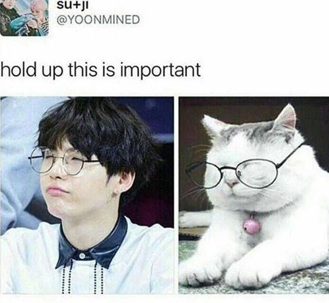 BTS, Suga, Tại sao ARMY lại gọi Suga BTS là Lil Meow Meow, Jungkook, V BTS