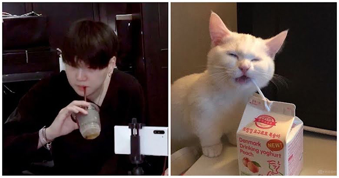 BTS, Suga, Tại sao ARMY lại gọi Suga BTS là Lil Meow Meow, Jungkook, V BTS