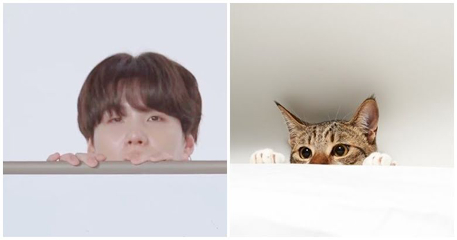 BTS, Suga, Tại sao ARMY lại gọi Suga BTS là Lil Meow Meow, Jungkook, V BTS