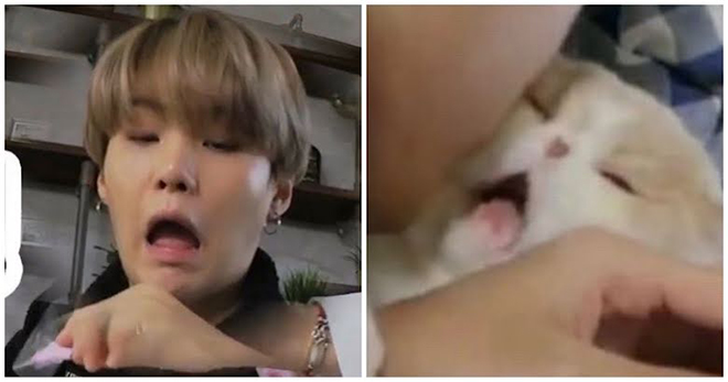 BTS, Suga, Tại sao ARMY lại gọi Suga BTS là Lil Meow Meow, Jungkook, V BTS