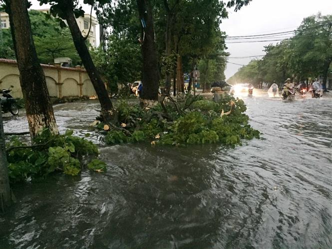 Một số tuyến đường ngập sâu và cây bật gốc gây nguy hiểm cho người tham gia giao thông. Ảnh: Nguyễn Oanh-TTXVN