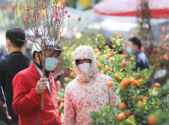 Người dân chọn mua cây quất về chơi Tết cùng với cành đào truyền thống. Ảnh: Thanh Tùng - TTXVN