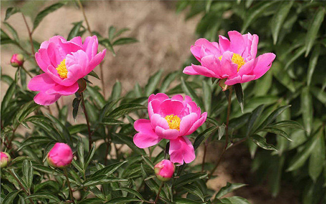 tử vi hôm nay, tử vi 18/8/2022, tử vi ngày 18/8 của 12 con giáp, tử vi ngày, tử vi đầu số, tử vi 18/8, tử vi 2022, lá số tử vi, tử vi ngày mai, 12 con giáp ngày 18/8