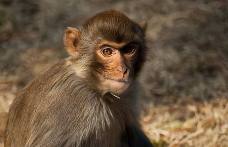 tử vi hôm nay, tử vi 10/8/2022, tử vi ngày 10/8 của 12 con giáp, tử vi ngày mai, tử vi 12 con giáp, tử vi 10/8, tử vi 2022, lá số tử vi, tử vi hàng ngày, ngày 10/8/2022 