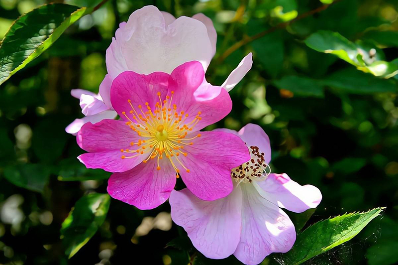 ngày 19 tháng 8 năm 2022, ngày 19/8/2022 tốt hay xấu, lịch âm 2022, lịch vạn niên ngày 19/8/2022, âm lịch hôm nay 19/8, Lịch vạn niên ngày 19 tháng 8, xem ngày tốt