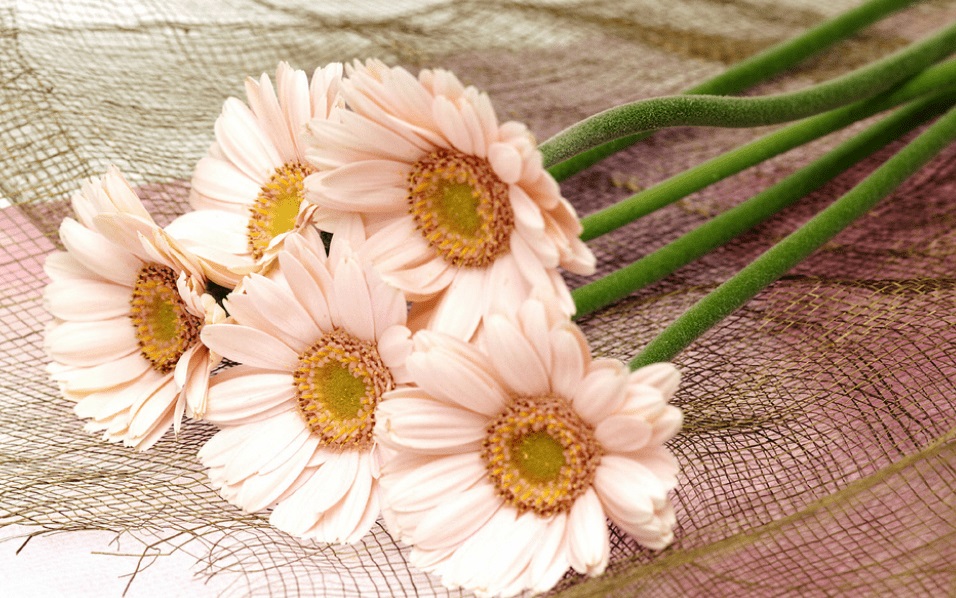 tử vi hôm nay, tử vi 10/8/2022, tử vi ngày 10/8 của 12 con giáp, tử vi ngày, tử vi đầu số, tử vi 10/8, tử vi 2022, lá số tử vi, tử vi ngày mai, 12 con giáp ngày 10/8