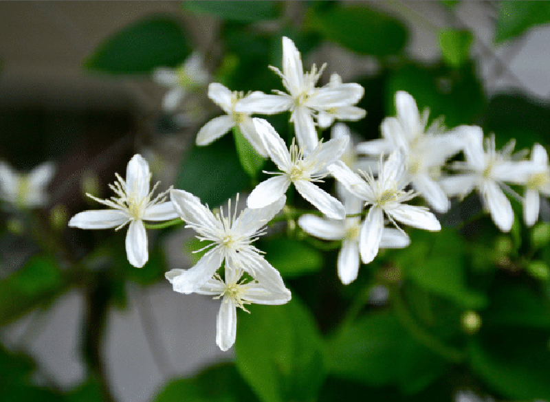 tử vi hôm nay, tử vi 25/8/2022, tử vi ngày 25/8 của 12 con giáp, tử vi ngày mai, 12 con giáp ngày 25/8, tử vi ngày, tử vi đầu số, tử vi 25/8, tử vi 2022, lá số tử vi