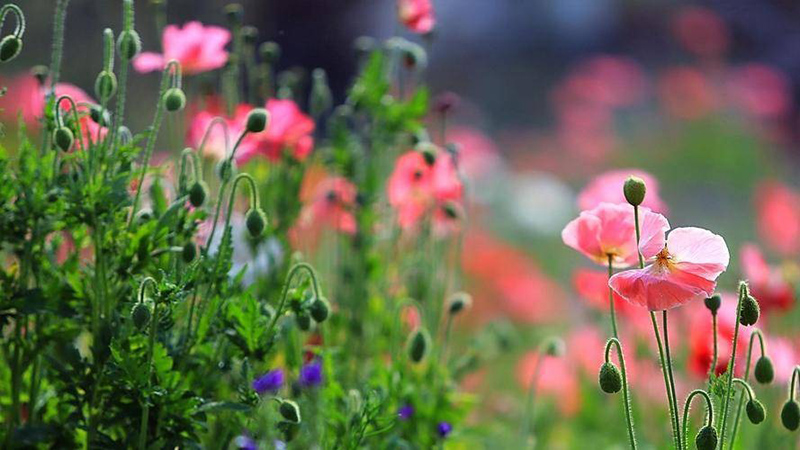 tử vi hôm nay, tử vi 31/8/2022, tử vi ngày 31/8 của 12 con giáp, tử vi ngày mai, 12 con giáp ngày 31/8, tử vi ngày, tử vi đầu số, tử vi 31/8, tử vi 2022, lá số tử vi