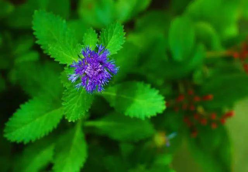 tử vi hôm nay, tử vi 30/8/2022, tử vi ngày 30/8 của 12 con giáp, tử vi ngày mai, 12 con giáp ngày 30/8, tử vi ngày, tử vi đầu số, tử vi 30/8, tử vi 2022, lá số tử vi