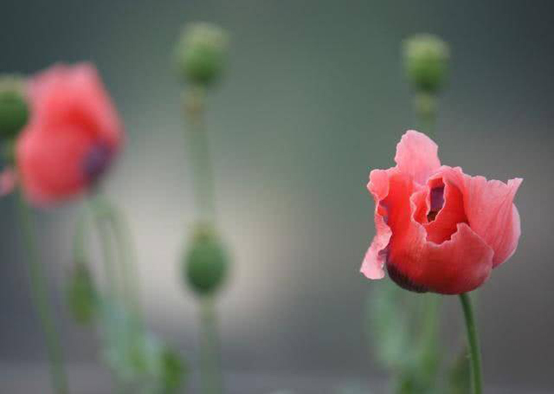 tử vi hôm nay, tử vi 30/8/2022, tử vi ngày 30/8 của 12 con giáp, tử vi ngày mai, 12 con giáp ngày 30/8, tử vi ngày, tử vi đầu số, tử vi 30/8, tử vi 2022, lá số tử vi