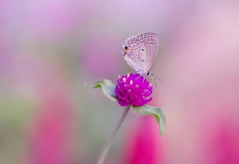 tử vi hôm nay, tử vi 31/8/2022, tử vi ngày 31/8 của 12 con giáp, tử vi ngày mai, 12 con giáp ngày 31/8, tử vi ngày, tử vi đầu số, tử vi 31/8, tử vi 2022, lá số tử vi