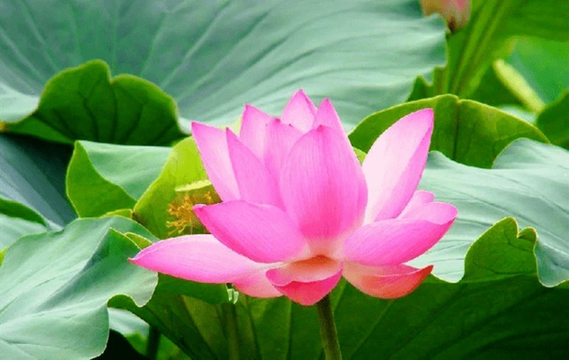 ngày 23 tháng 8 năm 2022, ngày 23/8/2022 tốt hay xấu, xem ngày tốt, lịch âm 2022, lịch vạn niên ngày 23/8/2022, âm lịch hôm nay 23/8, Lịch vạn niên ngày 23 tháng 8