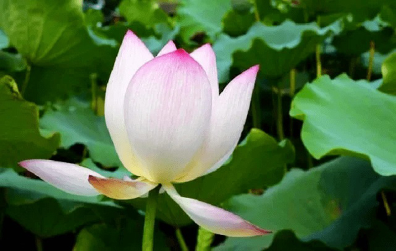 tử vi hôm nay, tử vi 26/8/2022, tử vi ngày 26/8 của 12 con giáp, tử vi ngày mai, 12 con giáp ngày 26/8, tử vi ngày, tử vi đầu số, tử vi 26/8, tử vi 2022, lá số tử vi