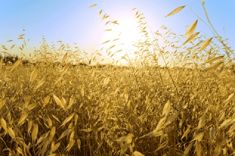 ngày 23 tháng 8 năm 2022, ngày 23/8/2022 tốt hay xấu, xem ngày tốt, lịch âm 2022, lịch vạn niên ngày 23/8/2022, âm lịch hôm nay 23/8, Lịch vạn niên ngày 23 tháng 8