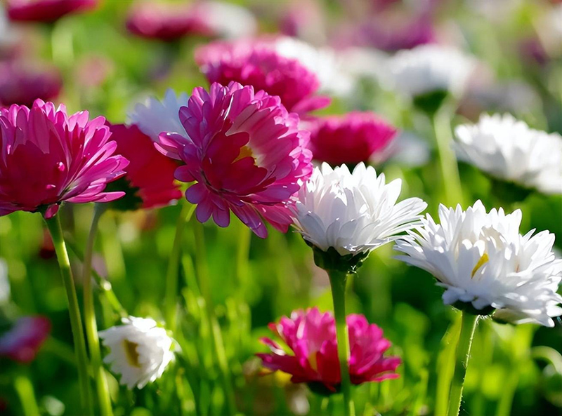 ngày 25 tháng 8 năm 2022, ngày 25/8/2022 tốt hay xấu, xem ngày tốt, lịch âm 2022, lịch vạn niên ngày 25/8/2022, âm lịch hôm nay 25/8, Lịch vạn niên ngày 25 tháng 8