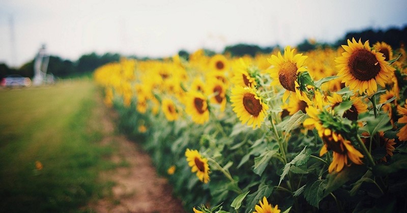 tử vi hôm nay, tử vi 29/8/2022, tử vi ngày 29/8 của 12 con giáp, tử vi ngày mai, 12 con giáp ngày 29/8, tử vi ngày, tử vi đầu số, tử vi 29/8, tử vi 2022, lá số tử vi