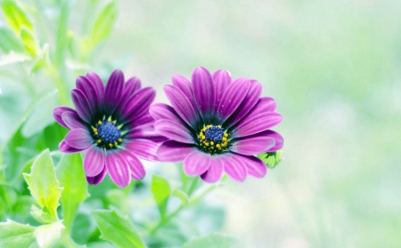 tử vi hôm nay, tử vi 29/8/2022, tử vi ngày 29/8 của 12 con giáp, tử vi ngày mai, 12 con giáp ngày 29/8, tử vi ngày, tử vi đầu số, tử vi 29/8, tử vi 2022, lá số tử vi