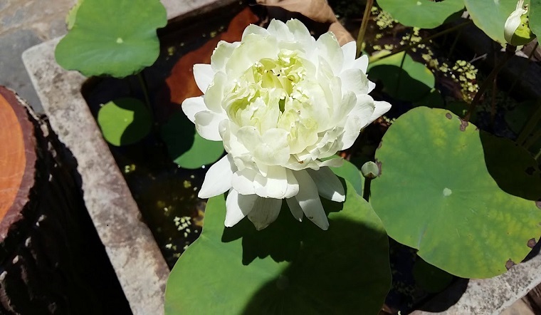 ngày 4 tháng 8 năm 2022, ngày 4/8/2022 tốt hay xấu, lịch âm 2022, lịch vạn niên ngày 4/8/2022, âm lịch hôm nay 4/8, Lịch vạn niên ngày 4 tháng 8, ngày thất tịch 7/7