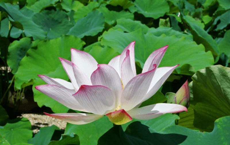 ngày 10 tháng 8 năm 2022, ngày 10/8/2022 tốt hay xấu, lịch âm 2022, lịch vạn niên ngày 10/8/2022, âm lịch hôm nay 10/8, Lịch vạn niên ngày 10 tháng 8, 10/8 ngày tốt