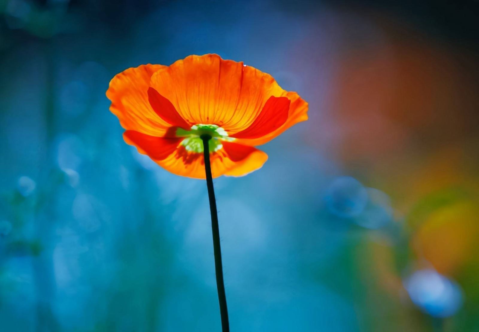 tử vi hôm nay, tử vi 10/8/2022, tử vi ngày 10/8 của 12 con giáp, tử vi ngày, tử vi đầu số, tử vi 10/8, tử vi 2022, lá số tử vi, tử vi ngày mai, 12 con giáp ngày 10/8