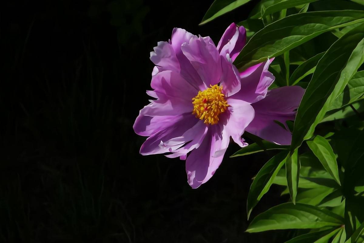 tử vi hôm nay, tử vi 9/8/2022, tử vi ngày 9/8 của 12 con giáp, tử vi ngày, tử vi đầu số, tử vi 9/8, tử vi 2022, lá số tử vi, tử vi hàng ngày, ngày 9/8/2022, tử vi