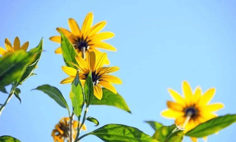 Tử vi tháng 8 2022, Tử vi tháng 8 năm 2022, tử vi 12 con giáp, tử vi vui, 12 con giáp tháng 8, tử vi tháng 7 âm 2022 của 12 con giáp, tử vi, tử vi ngày, tử vi