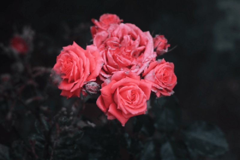 tử vi hôm nay, tử vi 10/8/2022, tử vi ngày 10/8 của 12 con giáp, tử vi ngày mai, tử vi 12 con giáp, tử vi 10/8, tử vi 2022, lá số tử vi, tử vi hàng ngày, ngày 10/8/2022 