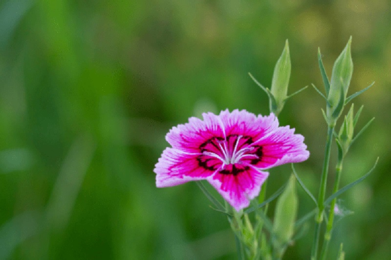 tử vi hôm nay, tử vi 9/8/2022, tử vi ngày 9/8 của 12 con giáp, tử vi ngày, tử vi đầu số, tử vi 9/8, tử vi 2022, lá số tử vi, tử vi hàng ngày, ngày 9/8/2022, tử vi