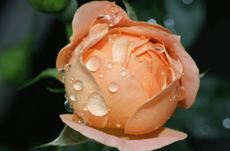 ngày 27 tháng 8 năm 2022, ngày 27/8/2022 tốt hay xấu, xem ngày tốt, lịch âm 2022, lịch vạn niên ngày 27/8/2022, âm lịch hôm nay 27/8, Lịch vạn niên ngày 27 tháng 8